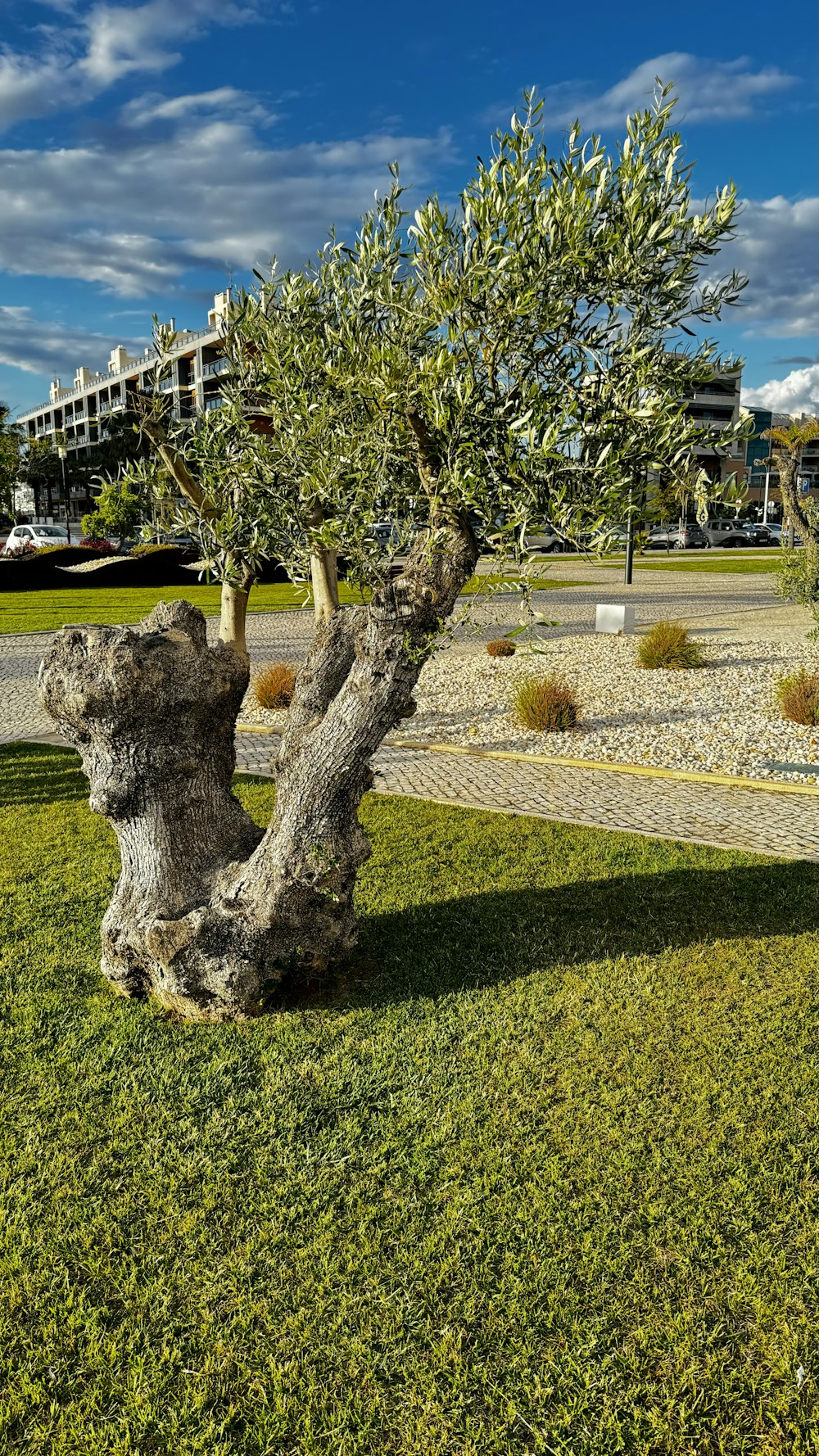 an olive tree in the middle of a park