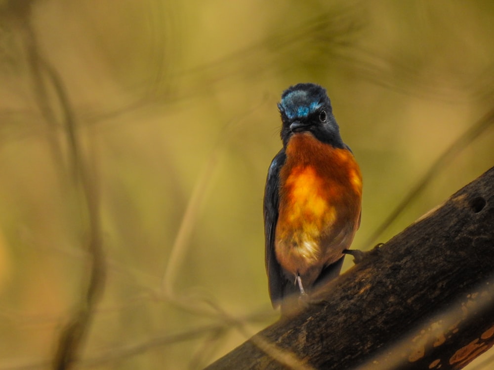 a small colorful bird perched on a tree branch