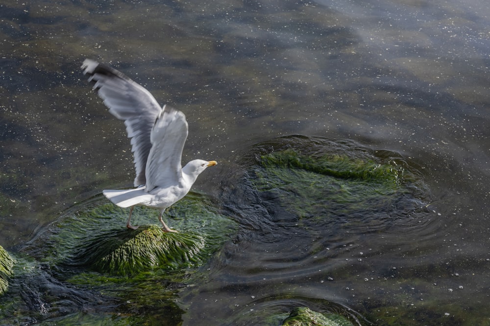 a seagull flying over a body of water