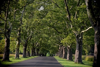 a street lined with trees and green grass