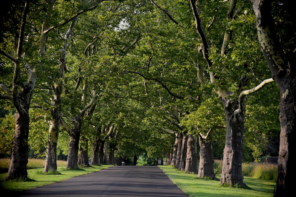 a street lined with trees and green grass