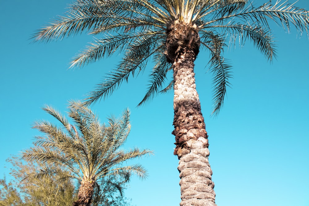 a palm tree with a blue sky in the background