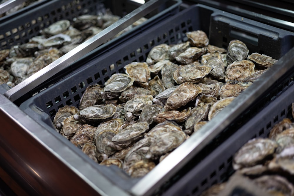 a bunch of trays filled with lots of oysters