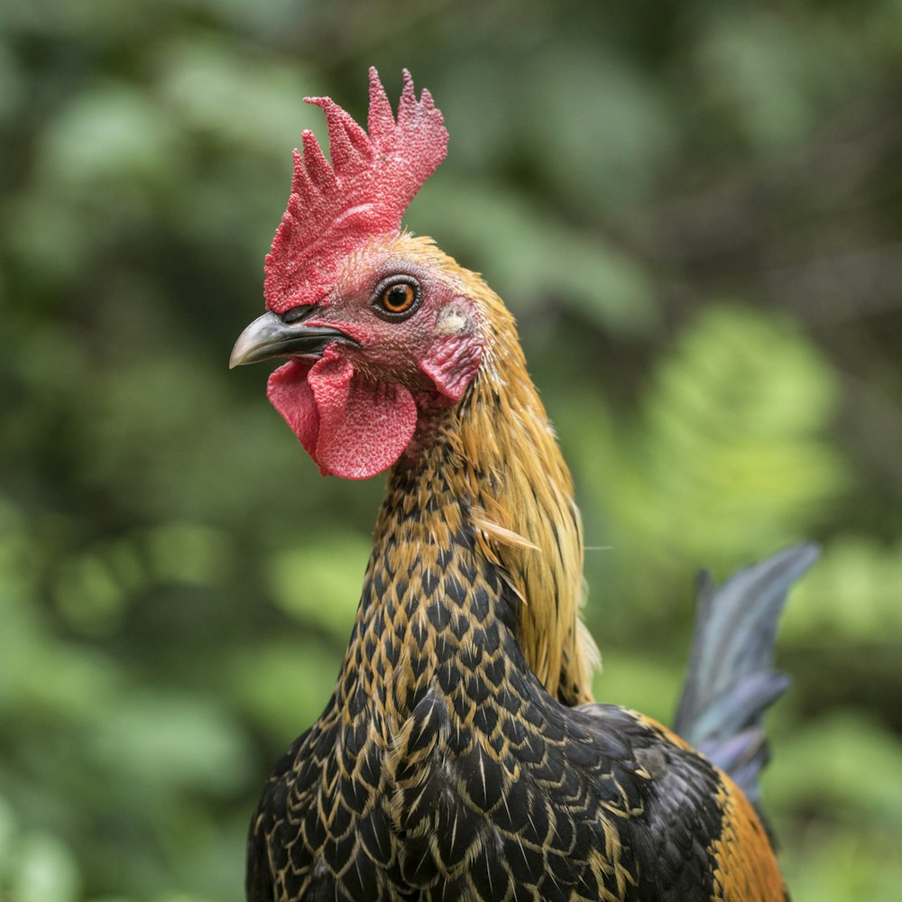 a close up of a rooster with trees in the background