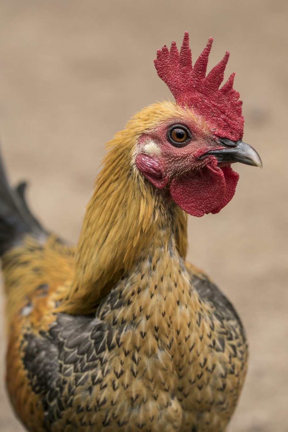 a close up of a rooster on a dirt ground
