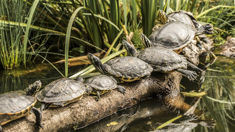 a group of turtles sitting on a log in a pond