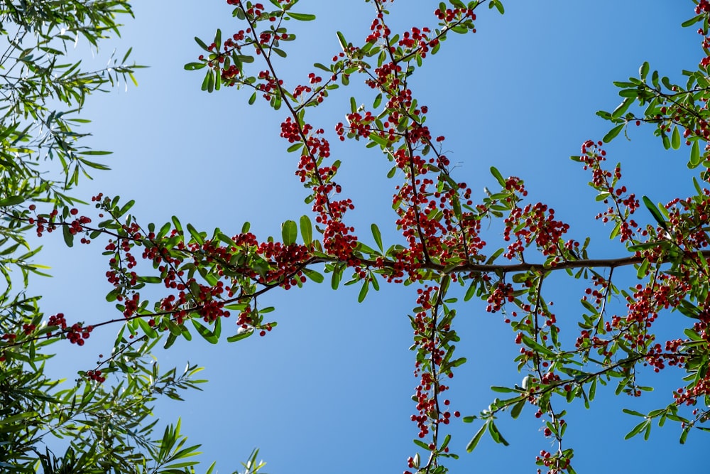 une branche d’arbre avec des baies rouges dessus