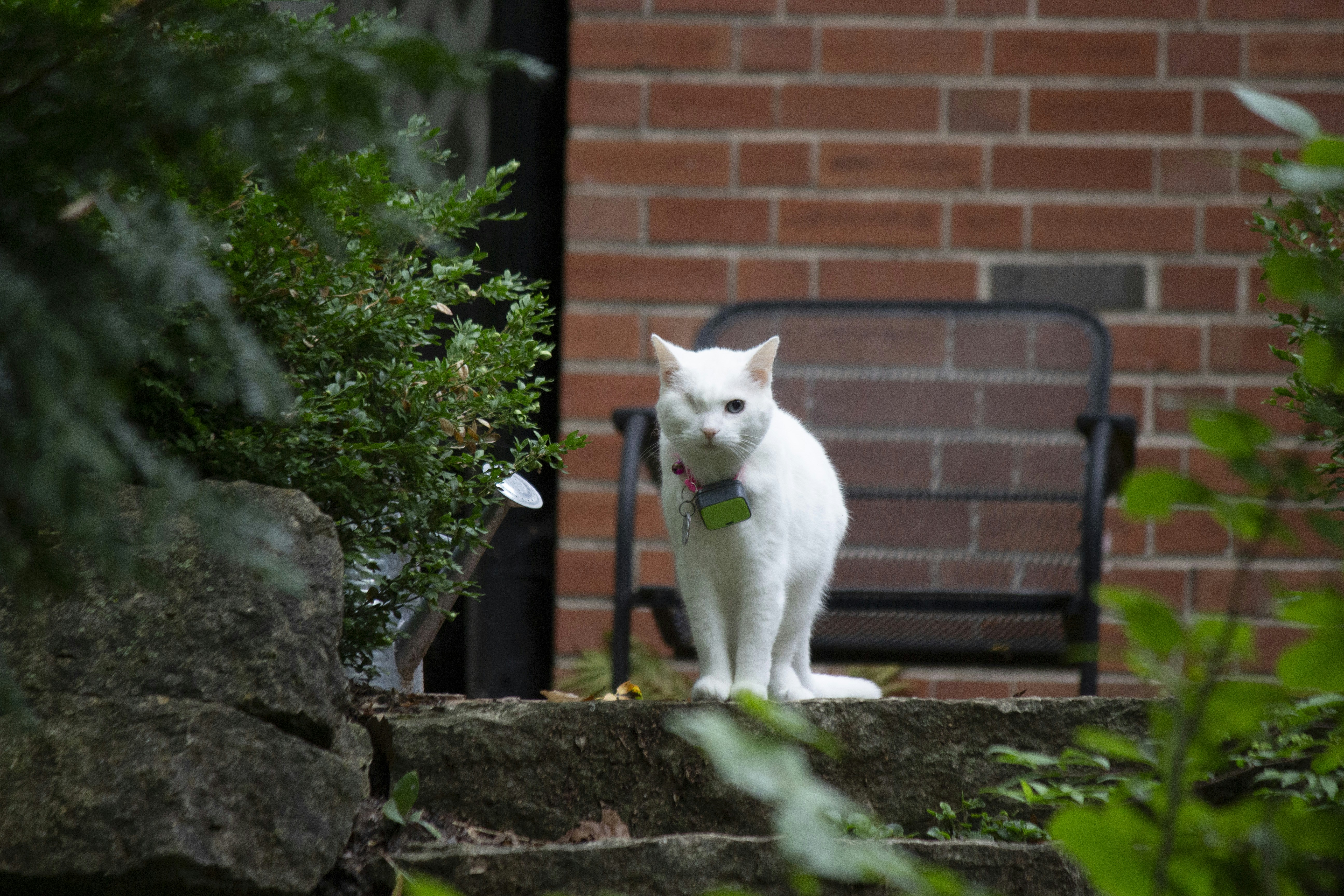 a white cat is sitting on some steps