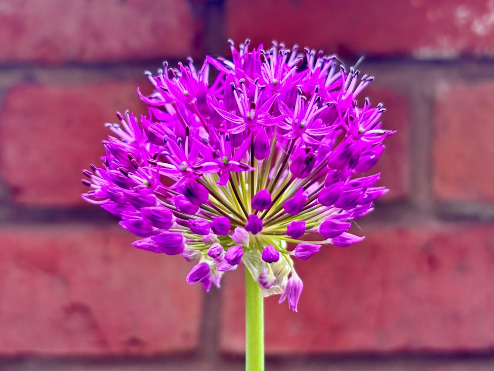 a close up of a purple flower near a brick wall