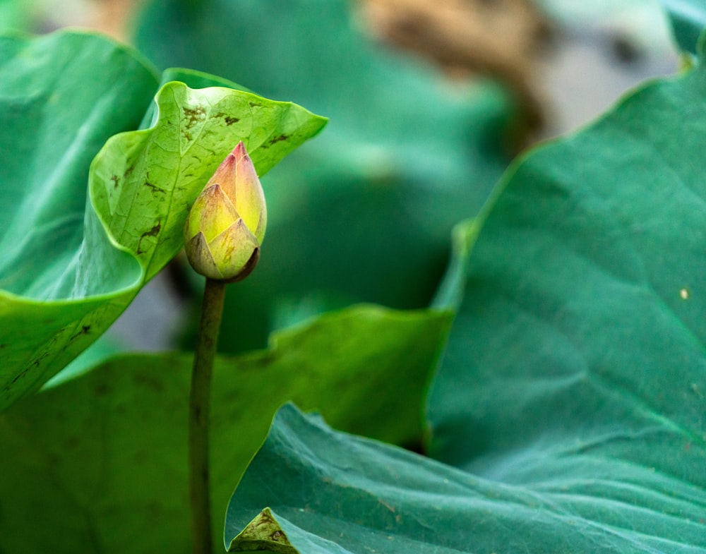 a flower bud on a green leafy plant