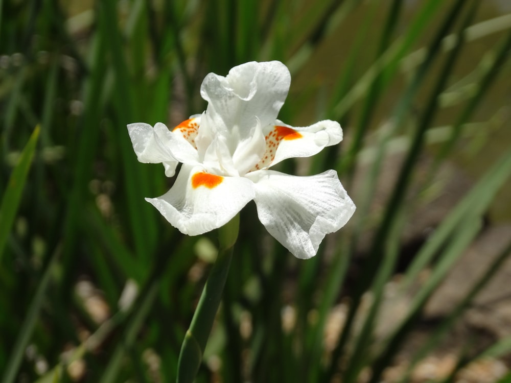 a close up of a white and orange flower