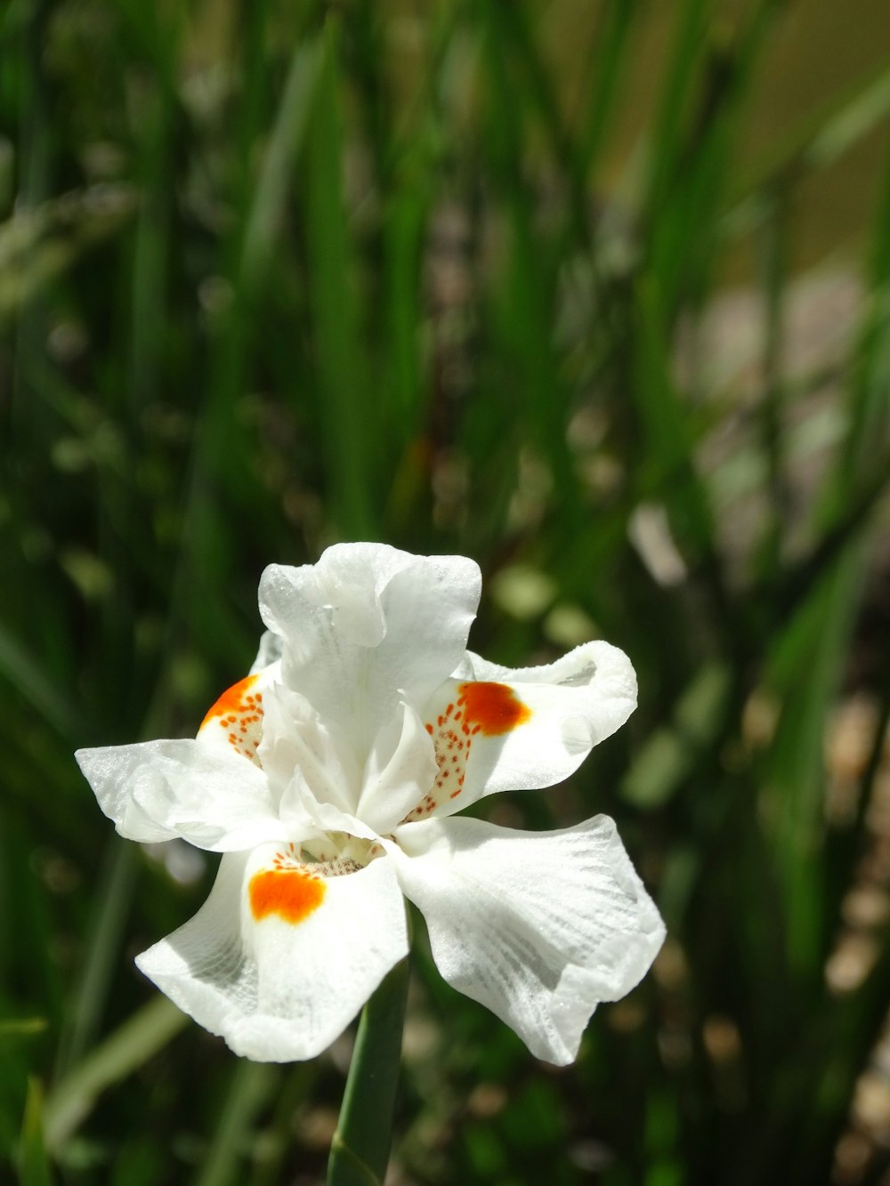 a close up of a white and orange flower