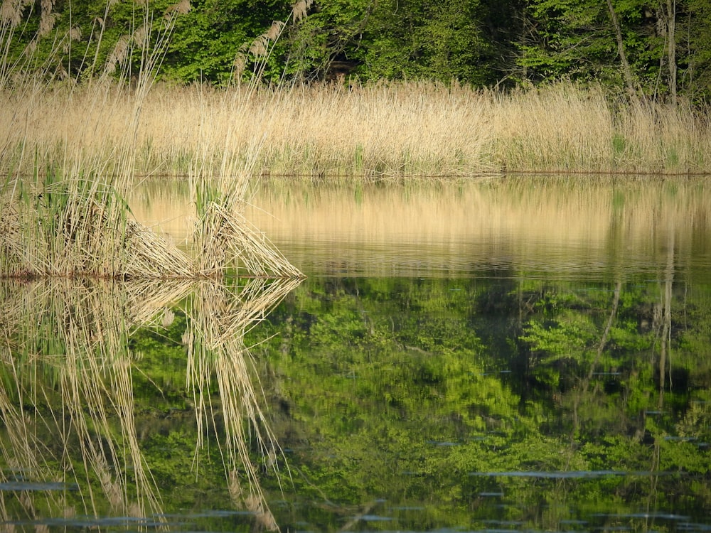 a body of water surrounded by grass and trees