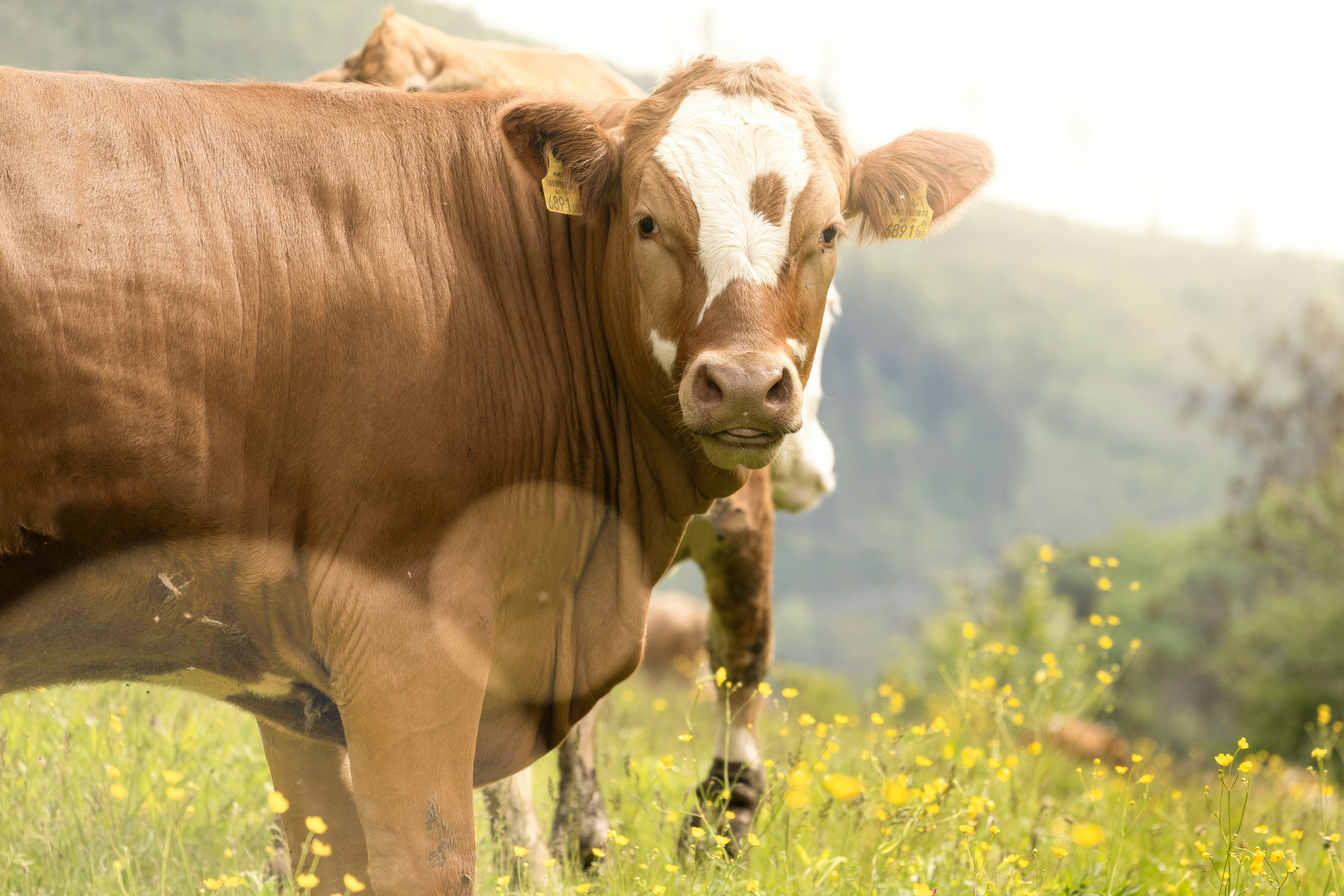 青々とした緑の野原の上に立つ茶色と白の牛