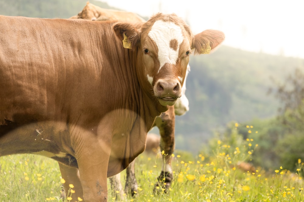 a brown and white cow standing on top of a lush green field