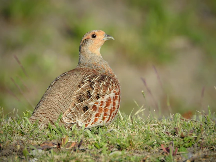 a brown and white bird standing on top of a grass covered field