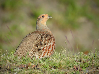 a brown and white bird standing on top of a grass covered field