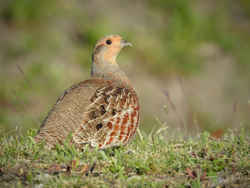 a brown and white bird standing on top of a grass covered field