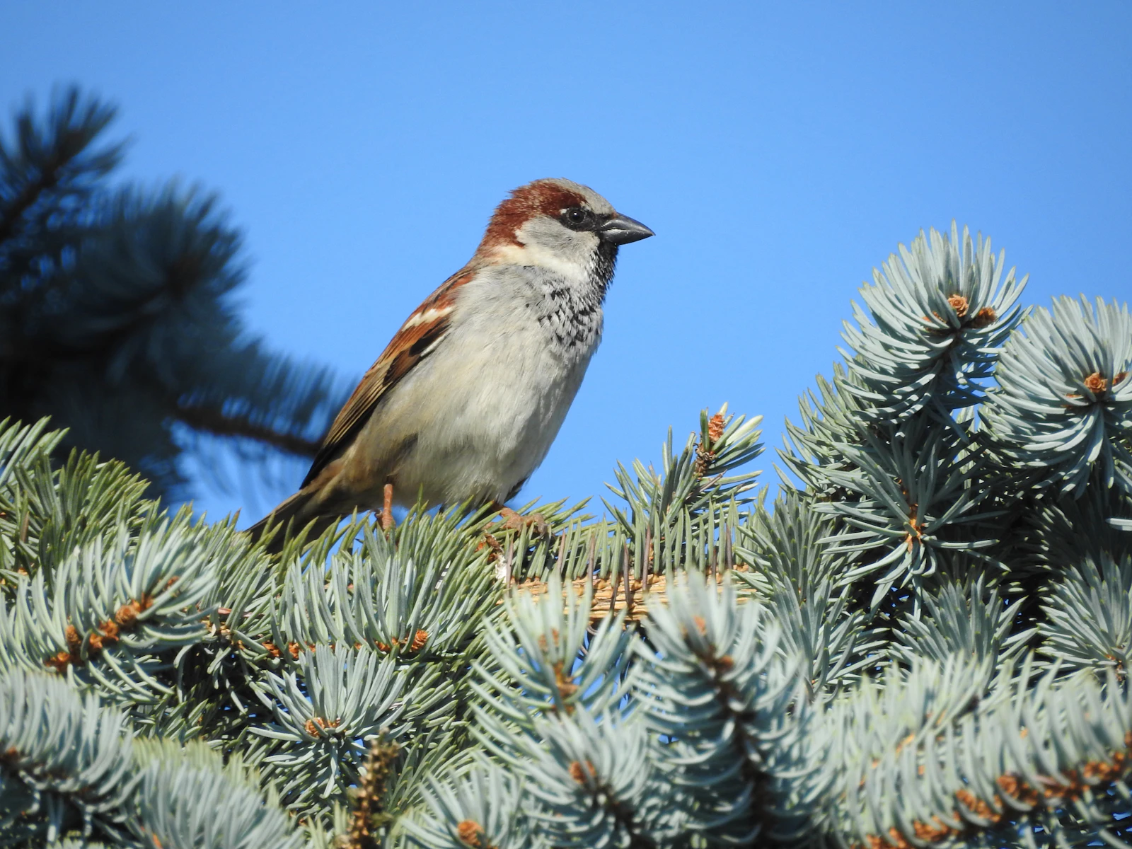 Moineau posé sur les branches d'un conifère sous un ciel bleu