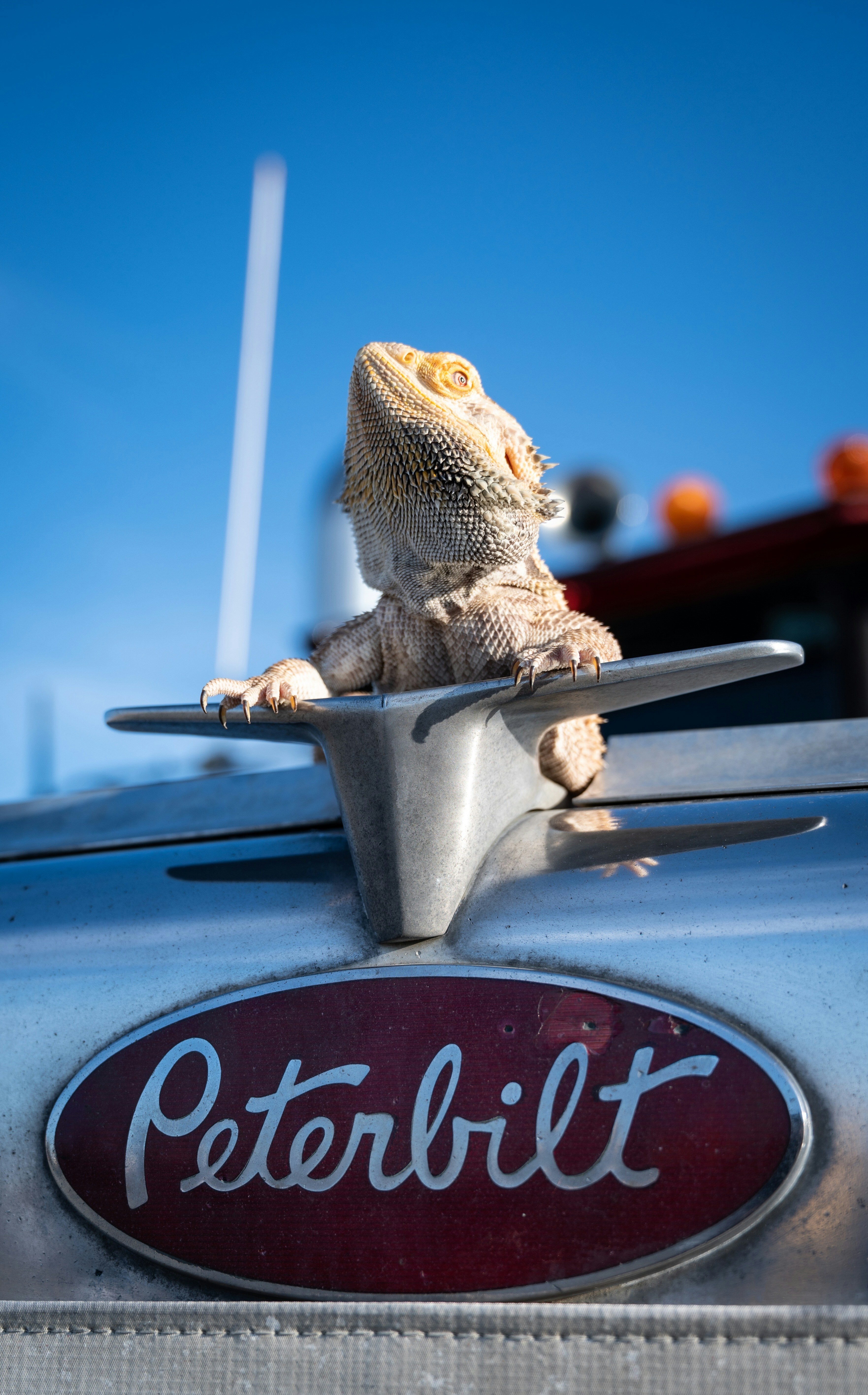 a close up of a lizard on the hood of a car
