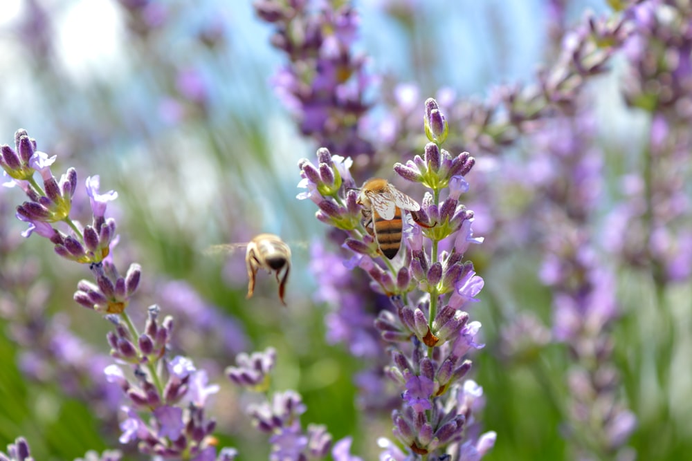 une abeille qui est assise sur une fleur