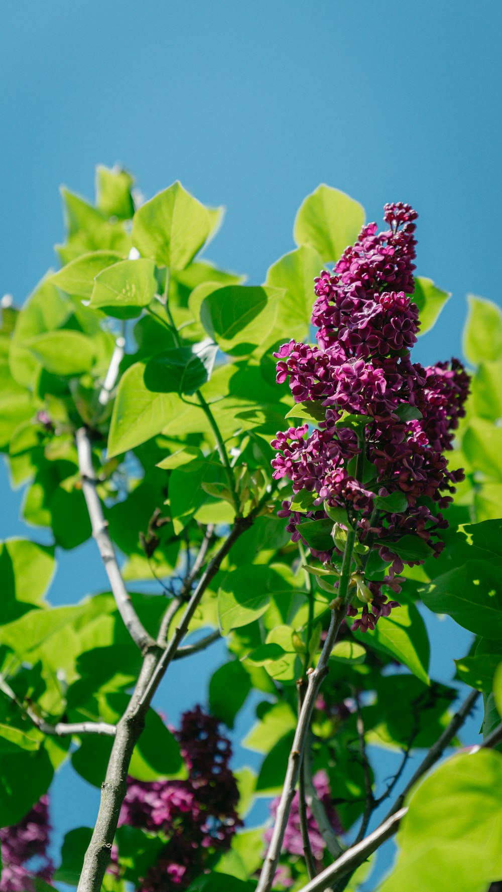 a tree with purple flowers and green leaves