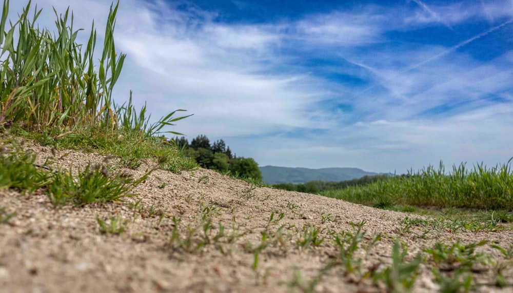 una collina erbosa con un cielo azzurro sullo sfondo