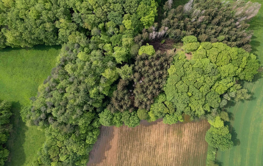 an aerial view of a field and trees