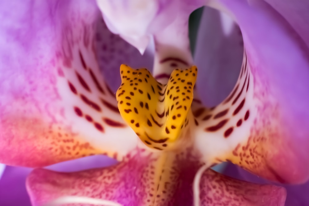 a close up of a purple and yellow flower