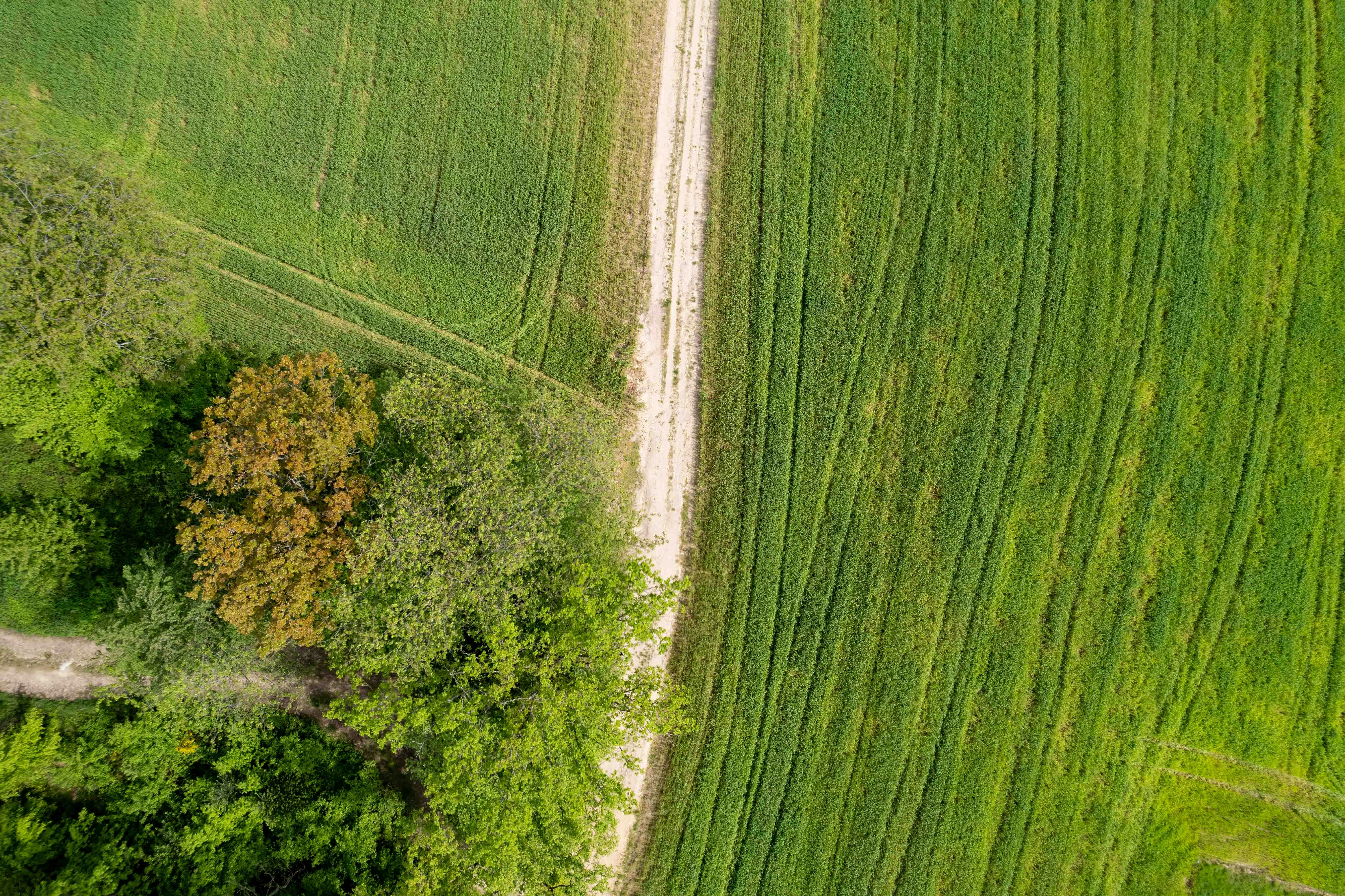 an aerial view of a dirt road in a green field