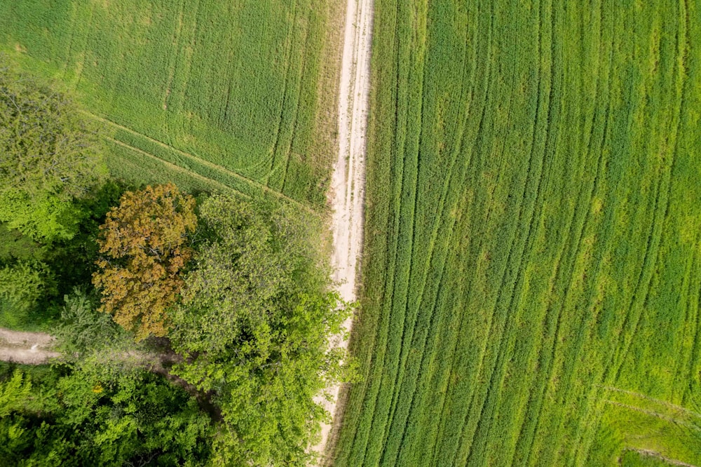 Una veduta aerea di una strada sterrata in un campo verde