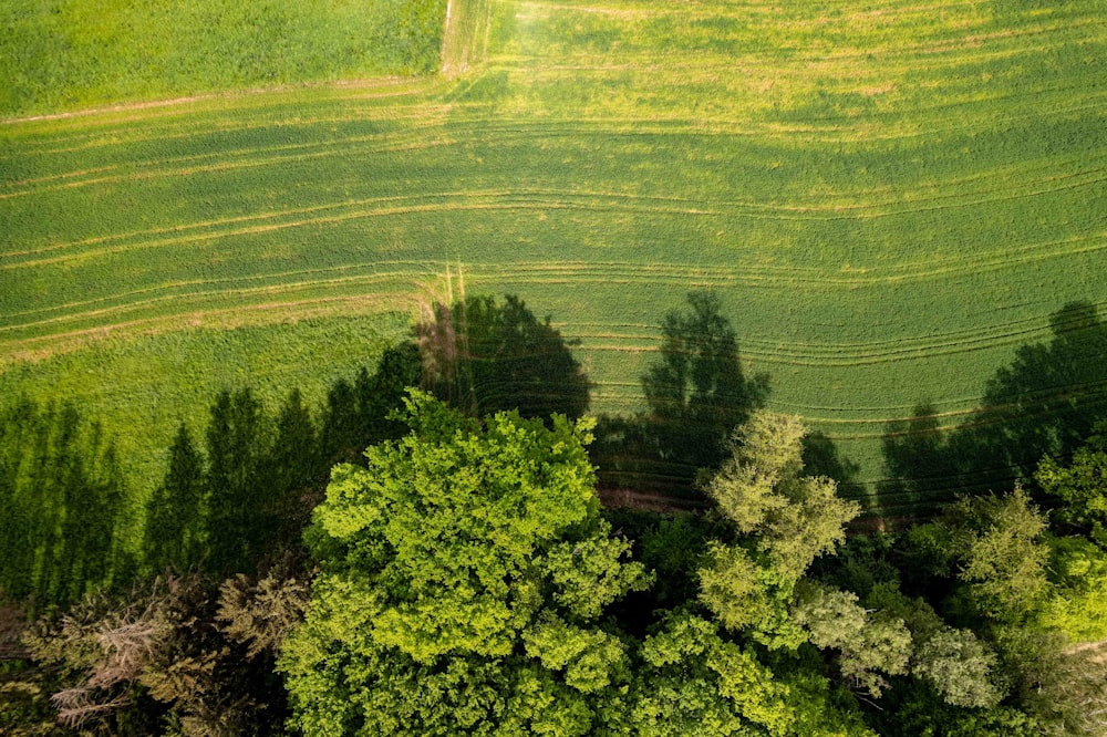 uma vista aérea de um campo verde com árvores