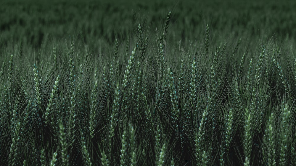 a large field of green grass with a sky background