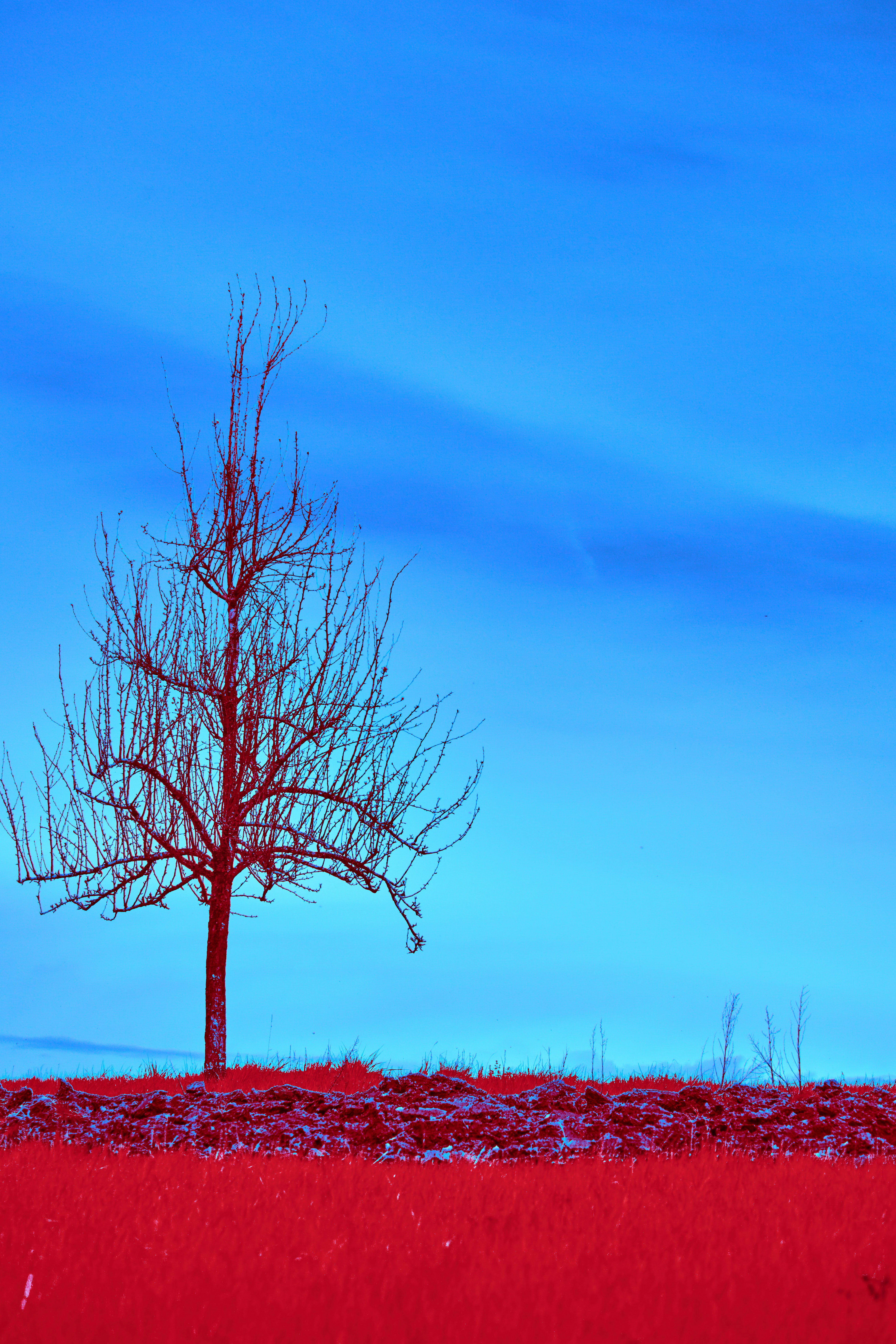 Photo by wolfgang_hasselmann