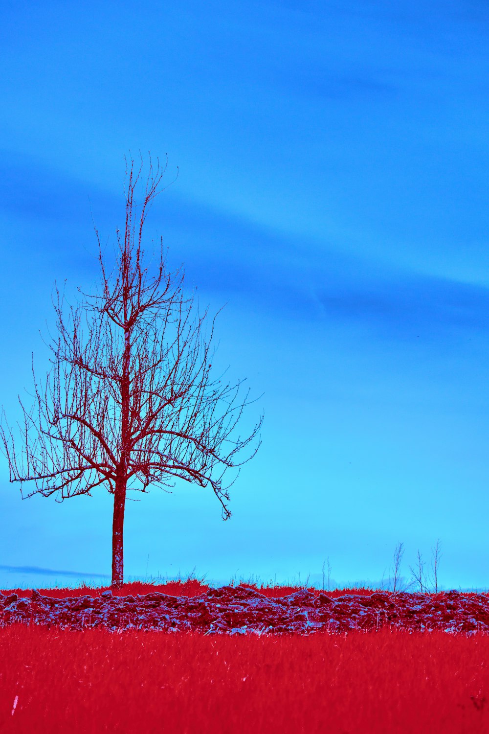 a lone tree stands alone in a red field