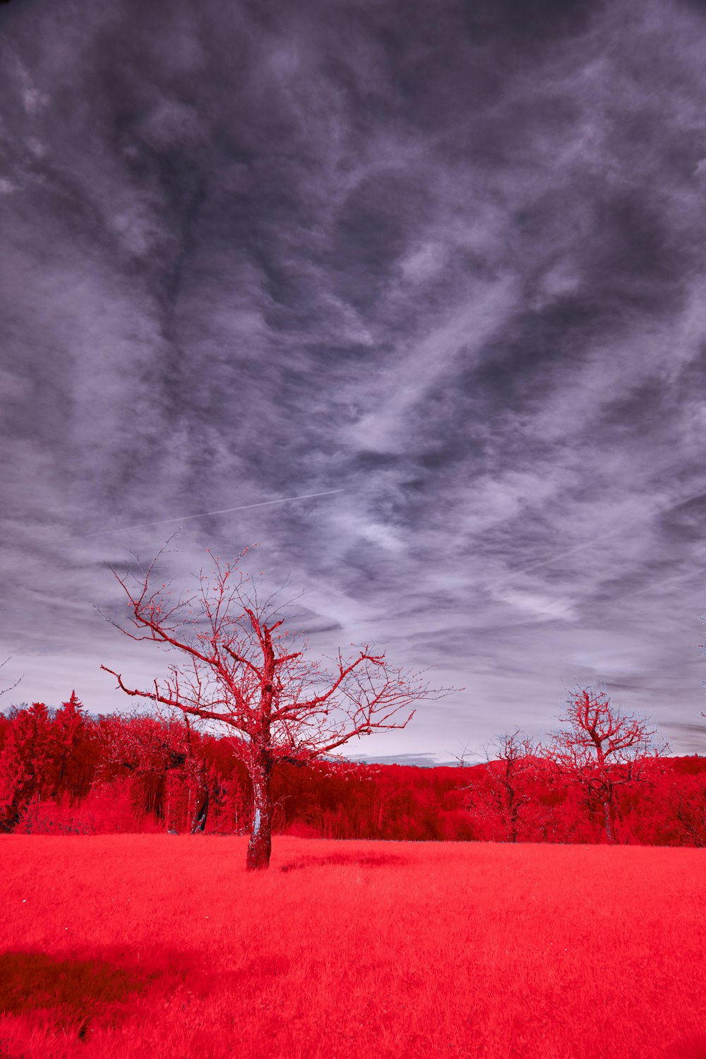 a lone tree in a red field under a cloudy sky
