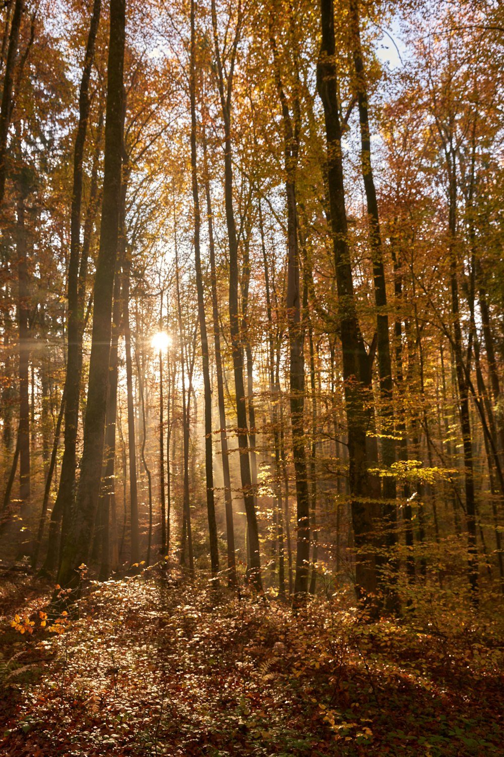 the sun is shining through the trees in the woods