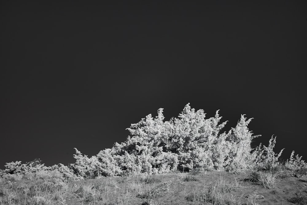 a black and white photo of a tree on a hill