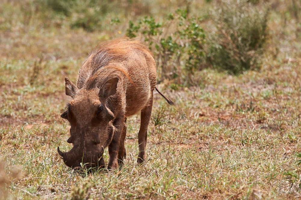 a wild boar grazing on grass in a field