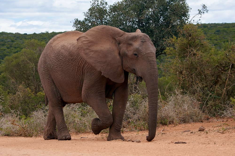 a large elephant walking across a dirt road