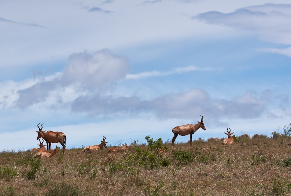 a herd of animals standing on top of a grass covered field