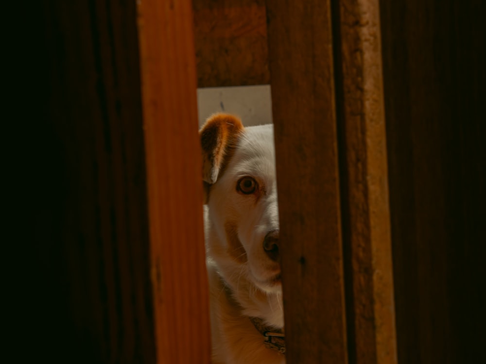 a white dog peeking out from behind a wooden door