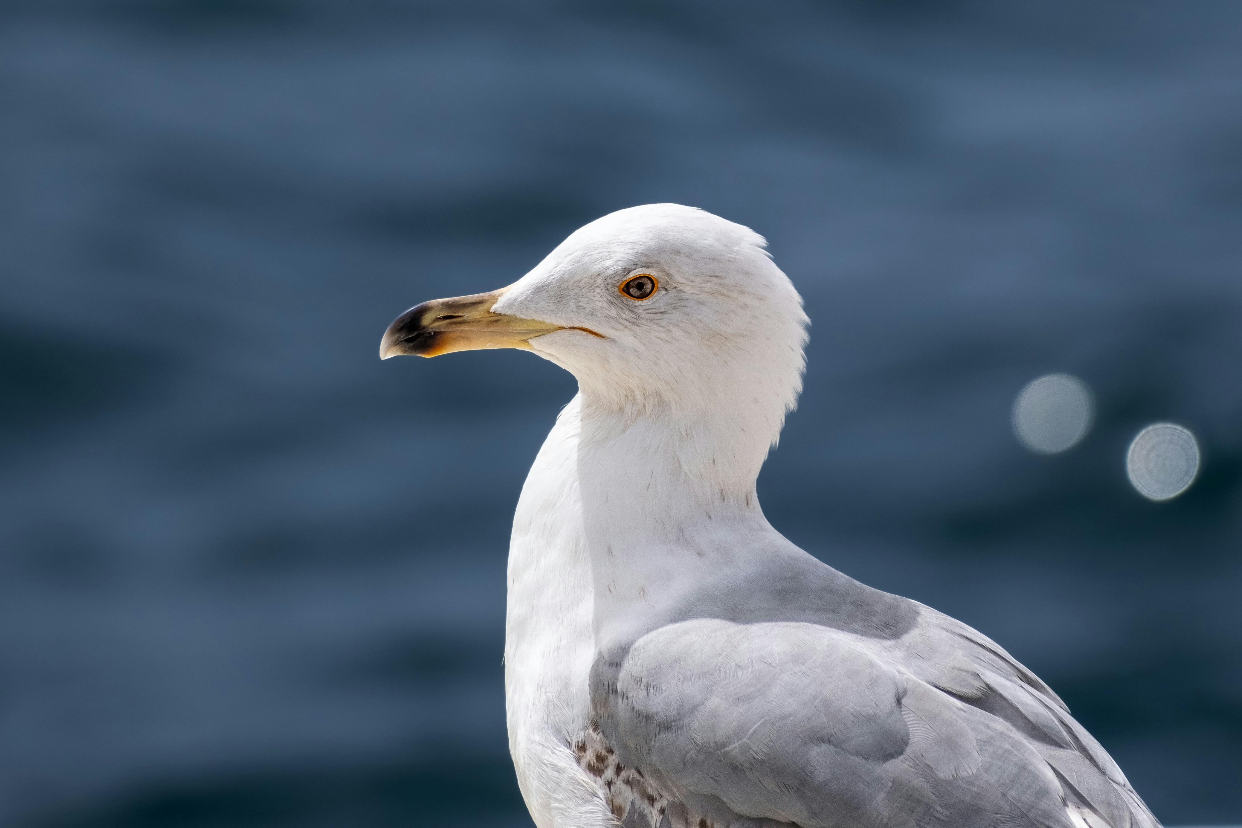 Photo by irfansimsar