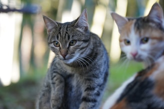 a couple of cats standing next to each other