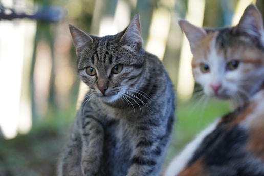 a couple of cats standing next to each other
