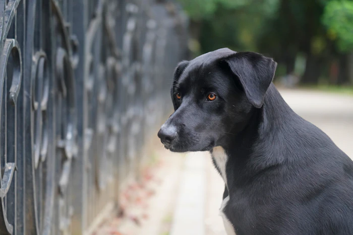 Pet Friendly Cafes