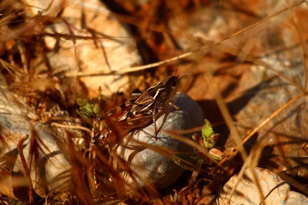 a bug crawling on a rock in the grass