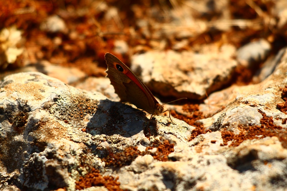 a butterfly sitting on a rock in the sun