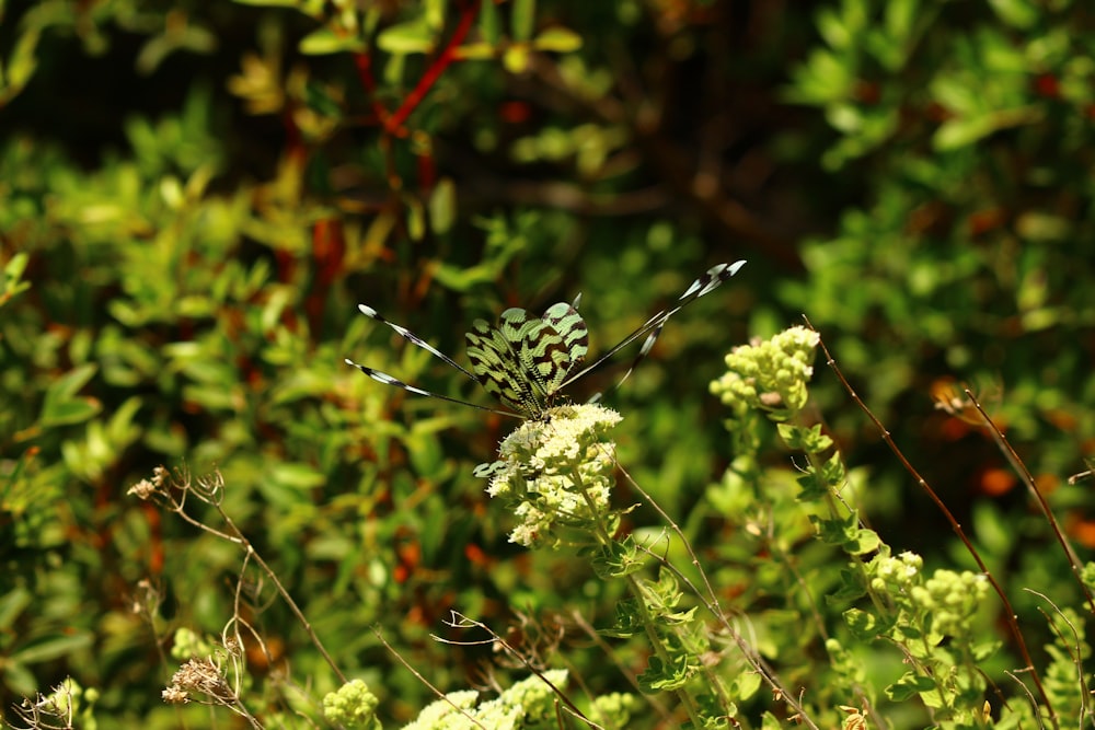 a black and white butterfly sitting on top of a green plant