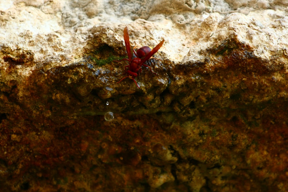 a red insect sitting on top of a rock